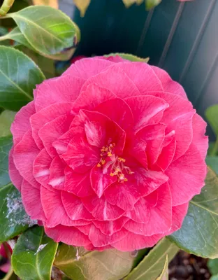 Obrázok produktu pre Camellia japonica - Kamélia japonská Ružová - 50- 60 cm Kontajner