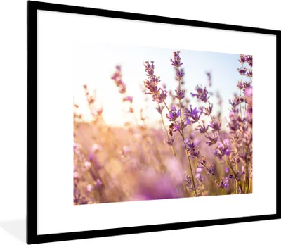 Produktbild von MuchoWow® Gerahmtes Poster Lavendel - Nahaufnahme - Sonne - Blumen - Lila 80x60 cm - Poster mit Schwarzem Bilderrahmen Wandposter Rahmen Foto Bilder - Schlafzimmer-Dekorationen - Fotoposter