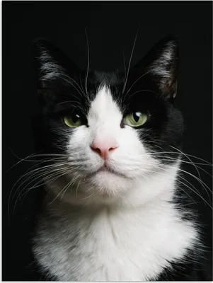 Produktbild von MuchoWow® Poster Katze - Schwarz - Weiß 90x120 cm - Wohnzimmer