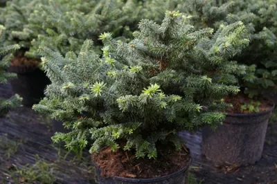 Produktbild von Niedere Balsamtanne Nana - Abies balsamea Nana 20-25