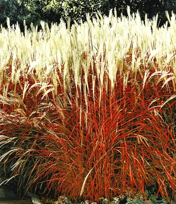 Produktbild von BALDUR Garten 4er Rote Gräser-Kollektion, Pflanzen mit 9x9 cm Topfballen, Ziergras Indian Summer, Chinaschilf und Ziergras Red Baron, Imperata cylindrica, winterharte Stauden, mehrjährig, blühend