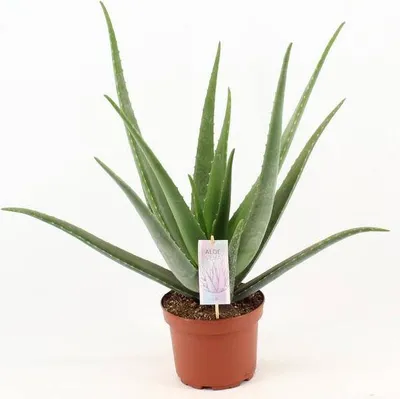 Zdjęcie produktu dla Aloes prawdziwy (Aloe vera) Ø19 cm ↕70 cm Łatwa w pielęgnacji sukulentowa roślina doniczkowa na balkon