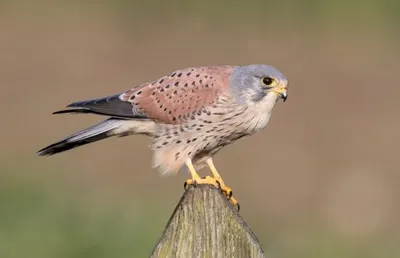 Produktbild von 3 D Ansichtskarte Falke, Postkarte Wackelkarte Hologrammkarte Tiere Tier Vogel