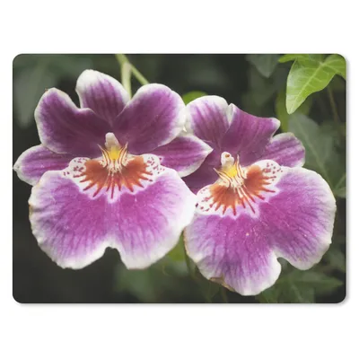 Produktbild von MuchoWow® Mauspad Mousepad Wilde Orchidee 40x30 cm - Mousepads - Maus Mat - Pad - Mausunterlage - Anti Rutsch