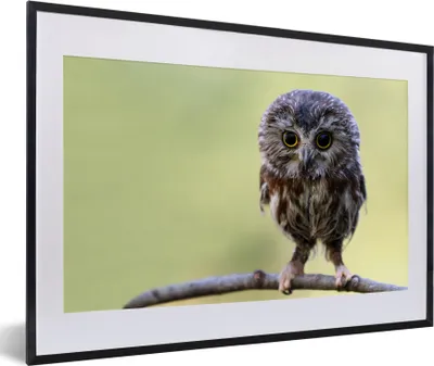 Produktbild von MuchoWow® MuchoWow® Gerahmtes Poster Eule - Vogel - Wald 60x40 cm - Poster mit zchwarzem Bilderrahmen - Schlafzimmer - Plakat in Rahmen - Drucken