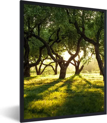 Produktbild von MuchoWow® Gerahmtes Poster Bäume - Natur - Sonne 60x80 cm - Poster mit Schwarzem Bilderrahmen Wandposter Rahmen Foto Bilder - Premium - Wanddeko Wohnzimmer