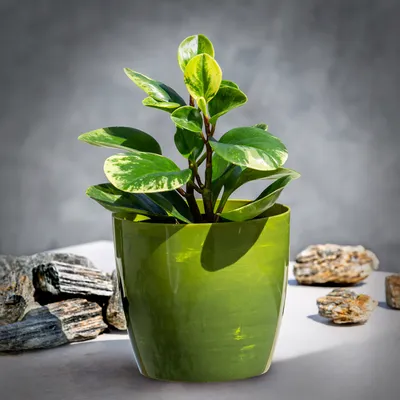 Produktbild von KADAX Blumentöpf "Agen", Pflanzkübel, runder Blumenkübel aus Kunststoff, 18 cm, grüner Marmor