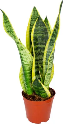 Produktbild von Bloomique - Sansevieria Superba - Schwiegermutterzunge - Bogenhanf - Zimmerpflanzen - Luftreinigend - Sehr pflegeleicht - 20-30 cm Hoch - Topf 12 cm