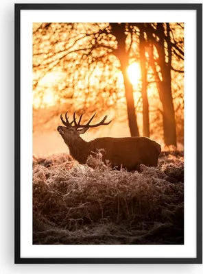 Produktbild von Gerahmtes Poster - Schwarzer Rahmen - Deer Heidekraut Tier - 50x70 cm - Wand Bild - Wanddeko - Wandbilder - Kunstposter - Wandposter - Bilderrahmen - Bilder - Kunstdruck - Wandbild - P2BPA50x70-3043