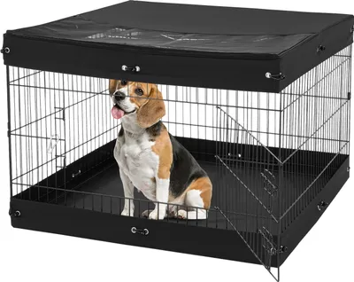 A beagle dog sits inside a black metal dog crate with a black cover on top.