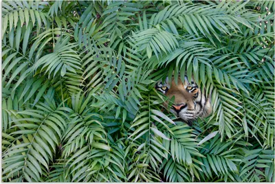 Produktbild von MuchoWow® Poster Tiger - Blätter - Farn 90x60 cm - Schlafzimmer
