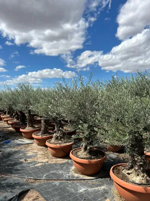 Zdjęcie produktu dla Sunny Tree - Drzewko oliwne w ozdobnej doniczce - Olea Europaea - Odporne drzewko oliwne bonsai 200 cm - 100-letnie drzewko oliwne - Owocujące
