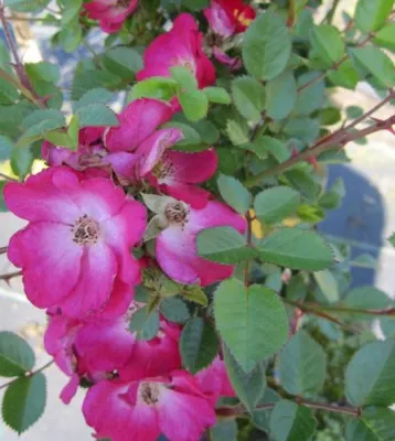 Produktbild von Zwergrose Lupo ® - Rosa Lupo ® - Kordes Rose - ADR Rose