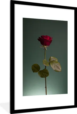 Produktbild von MuchoWow® Gerahmtes Poster Rosen - Rose - Rot 60x90 cm - Poster mit Schwarzem Bilderrahmen Wandposter Rahmen Foto Bilder - Dekoration - Wandposter Wohnzimmer - Hochwertig
