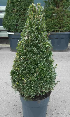 Produktbild von Ilex Pyramide - Ilex crenata 'Luxus'  60-70cm GROSS +