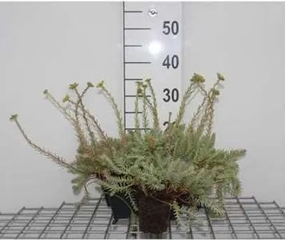 Immagine prodotto di 6 x Sedum reflexum - Foglia grassa - vaso 9 x 9 cm