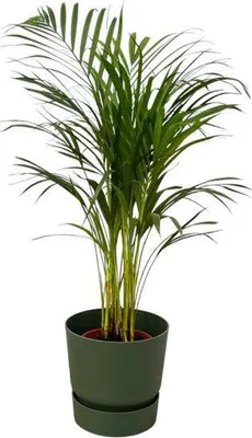 Obrázok produktu pre Areca, betelová palma, výška 85cm, izbová rastlina, cistiaca vzduch, kvetinác