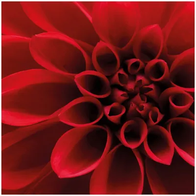 Produktbild von Wallario Premium Glasbild, freischwebende Optik, kräftige Farben, Größe 30 x 30 cm Motiv Rote Dahlienblüte in Nahaufnahme