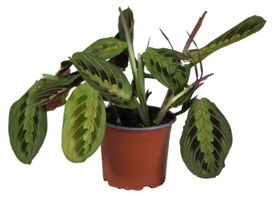 Produktbild von Maranta Leuconeura Fascinator - 30cm - Ø12cm - Zimmerpflanze - Immergrün