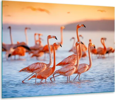 Produktbild von Herdabdeckplatten Glaskeramikkochfeld-Abdeckung Spritzschutz Glas 60x52cm Flamingo