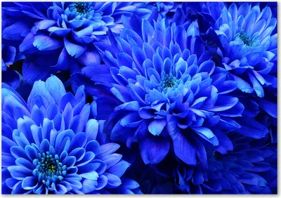 Produktbild von Tulup® Glas-Bild - 100 x 70 - Wandbild aus Glas - Wandkunst - Wandbild hinter gehärtetem Sicherheitsglas - Blumen & Pflanzen - Blaue Aster - Blau