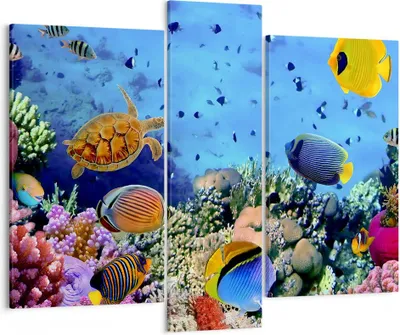 Produktbild von Bild auf Leinwand - Leinwandbild - Korallenriff - 95x80cm - Wand Bild - Wanddeko - Wandbilder - Leinwanddruck - Bilder - Kunstdruck - Wanddekoration - Leinwand bilder - Wandkunst - CB95x80-3569