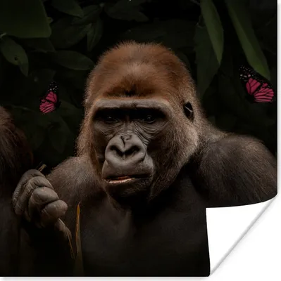 Produktbild von MuchoWow® Poster Schmetterlinge - Affe - Dschungel 100x100 cm - Babyzimmer