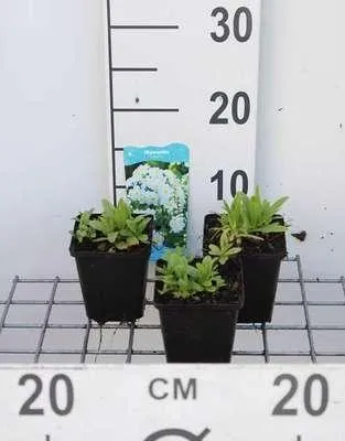 Zdjęcie produktu dla 6 x Myosotis palustris - niezapominajka błotna - doniczka 9 x 9 cm