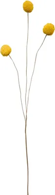 Image de ASA Craspedia, gelb DEKO L. 45 cm 66614444