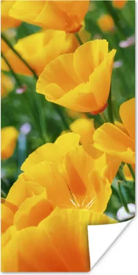 Produktbild von MuchoWow® Poster Blumen - Garten - Orange 60x120 cm - Wandschmuck