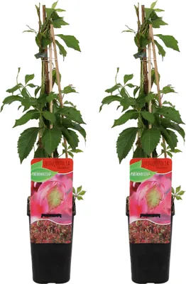 Produktbild von Bloomique - 2er-Set - Parthenocissus Quinquefolia Engelmannii - Wildrebe - Kletterpflanzen - Gartenpflanzen - Winterhart - Topf 15 cm - 70-80 cm hoch