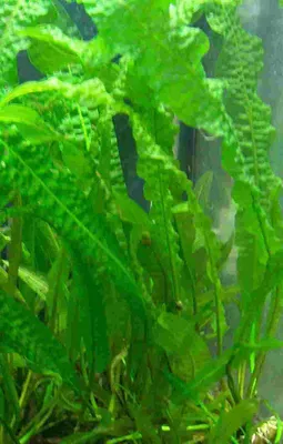 Produktbild von 1 Aponogeton Boivianus, große genoppte Wasserähre