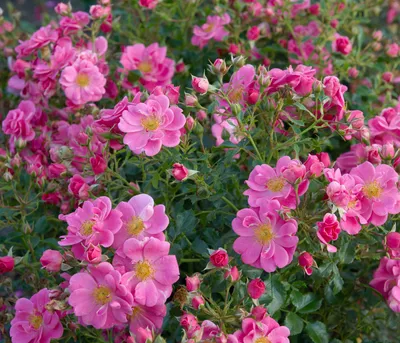 Produktbild von Dehner Rose Bodendeckerrose Bienenweide®, Züchter Tantau, rosa-farbene Blüten, nicht duftend, buschförmiger Wuchs, 15-30 cm, 4 l Topf