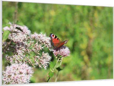 Produktbild von Wallario Wandbild Schmetterling auf Blüte, Größe: 61 x 91,50 cm, Poster mit weißem Aluminiumrahmen