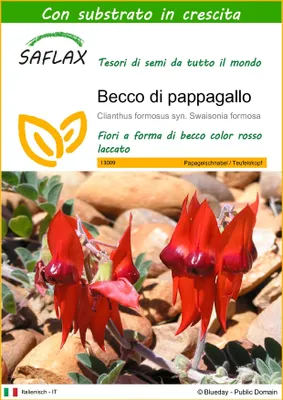Immagine prodotto di SAFLAX  - Becco di pappagallo  - 20 semi - Con substrato - Clianthus