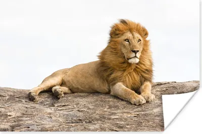Produktbild von MuchoWow® Poster Löwe - Felsen - Wild 180x120 cm - Fotoplakat