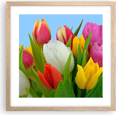 Produktbild von Gerahmtes Poster - Rahmen in heller Eiche - Tulpen Blumenstrauß Blumen Tau - 40x40 cm - Wand Bild - Wanddeko - Wandbilder - Wandposter - Bilderrahmen - Bilder - Kunstdruck - Wandbild - P2NAC40x40-2526