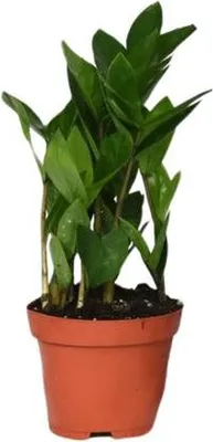 Produktbild von Zamioculcas – Glücksfeder – ca. 30cm hoch – Ø12cm – Pflegeleichte Zimmerpflanze mit glänzenden Blättern – Robuste Grünpflanze für Wohnzimmer & Büro – Luftreinigende Pflanze