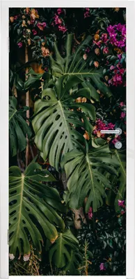 Produktbild von MuchoWow® Türtapete Selbstklebende Türfolie Monstera (Lochpflanze) Hintergrund 90x215 cm Türposter Türaufkleber Klebefolie Türklebefolie - Plakat an der Tür - Türsticker - Aufklebern