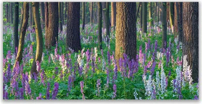 Imagen del producto de Cuadros decorativos para pared, tipo lienzo, de 120x60 cm. Impresión artística sobre lienzo, con motivos de bosque, flores y naturaleza