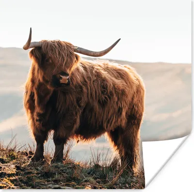 Produktbild von MuchoWow® Poster Schottische Highlander - Tiere - Ländlich - Landschaft - Kuh - Natur 100x100 cm - Babyzimmer