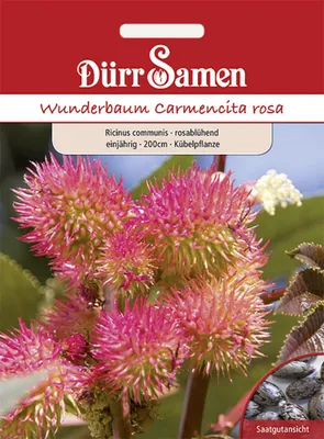 Produktbild von Dürr-Samen - Wunderbaum rosablühend einjährig 200 cm - Saatgut - 0976