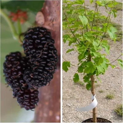 Produktbild von Schwarze Maulbeere (Morus nigra) 40-80cm im 3L-Topf