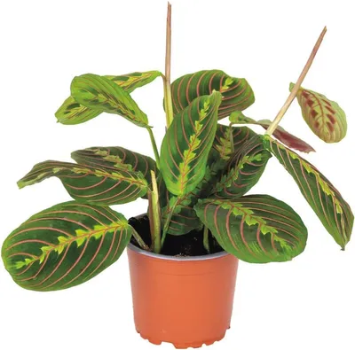 Hängepflanze - Luftreinigend - Tierfreundliche Zimmerpflanze - 10-20 cm Hoch - Topf 12 cm