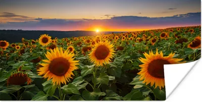 Produktbild von MuchoWow® Poster Blumen - Nacht - Sonnenuntergang - Sonnenblume - Horizont 120x60 cm - Bild