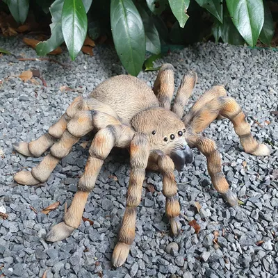 Produktbild von Gartenfigur Spinnen Figur Vogelspinne 26 cm breit