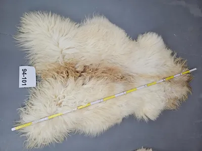 Obrázek produktu pro Islandská ovčí kůže XXL 160cm dlouhá unikátní 94-101