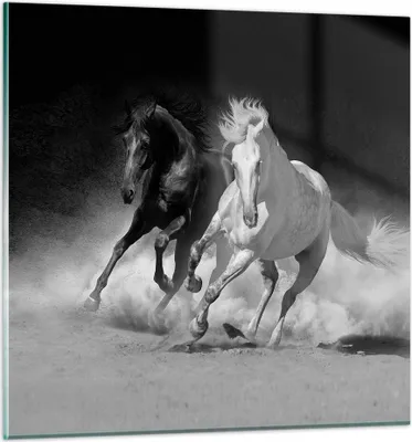Produktbild von Bilder auf glas - Einteilig - Andalusier Pferde Galopp - 40x40cm - Glasbilder - Wandbilder - Bilder - zum Aufhängen bereit - Wanddekoration aus Glas - Glas Bilder - Wandbild auf Glas - GAC40x40-4240