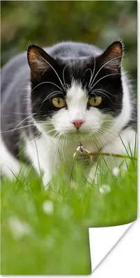 Produktbild von MuchoWow® Poster Katze - Gras - Schwarz - Weiß - Mädchen - Kinder - Jungen - Kinder 20x40 cm - Plakat - Foto