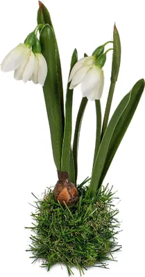 Produktbild von Schneeglöckchen Frühlingsblume H. 23cm auf Grassockel Formano Kunstblumen F25